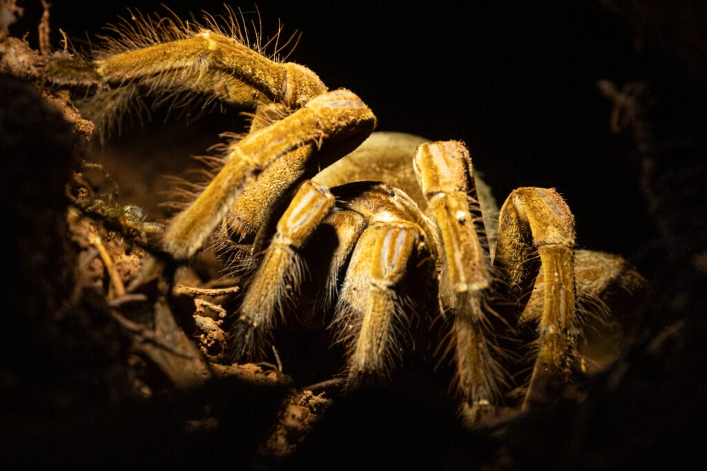 Theraphosa stirmi