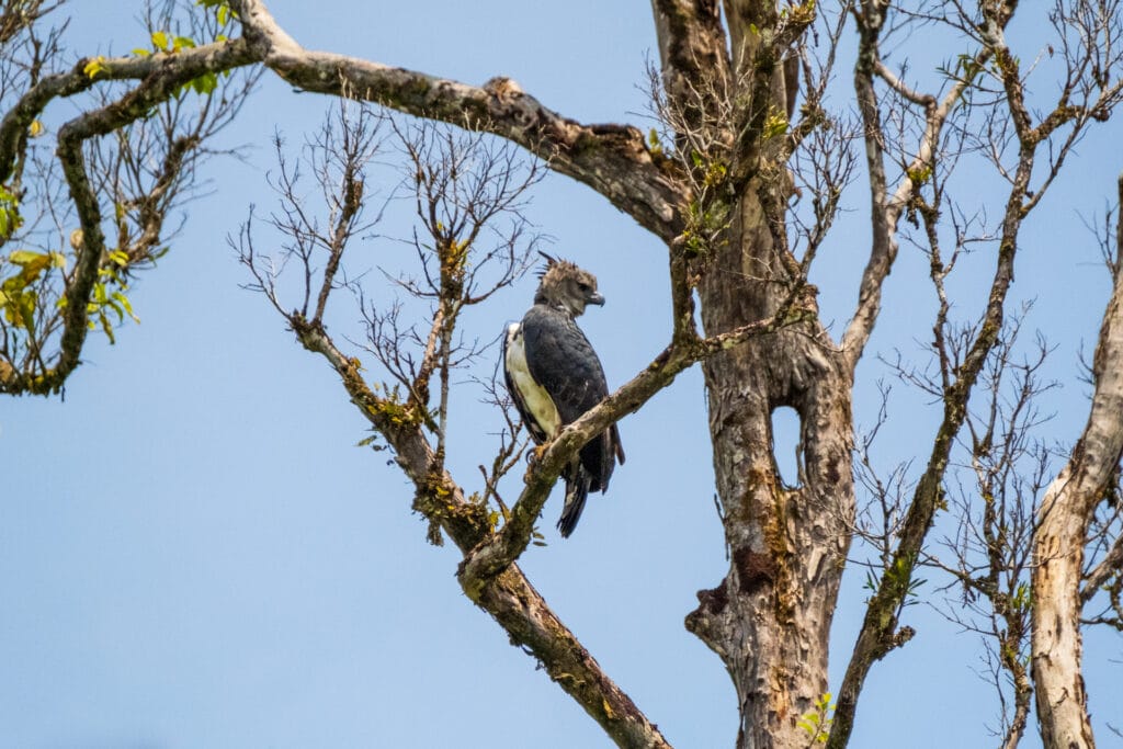 Harpy eagle