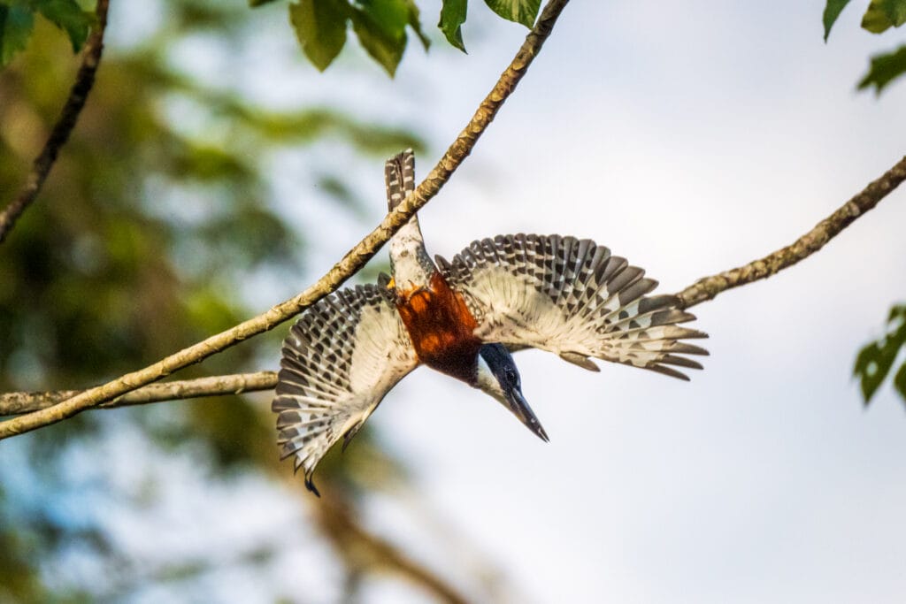 Ringed kingfisher