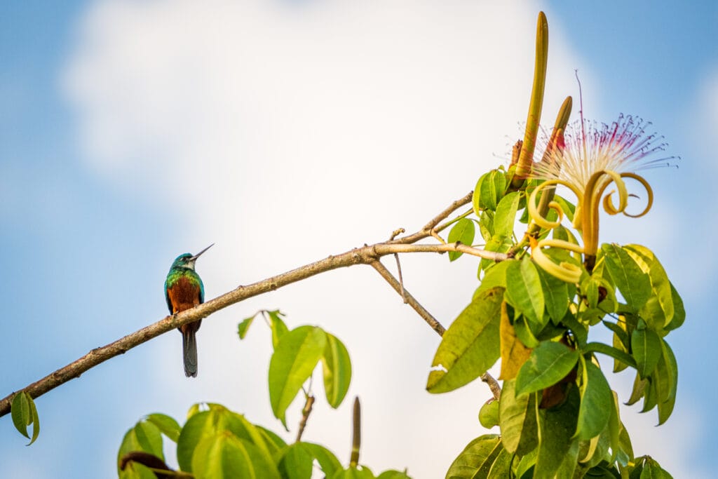 Green tailed jacamar