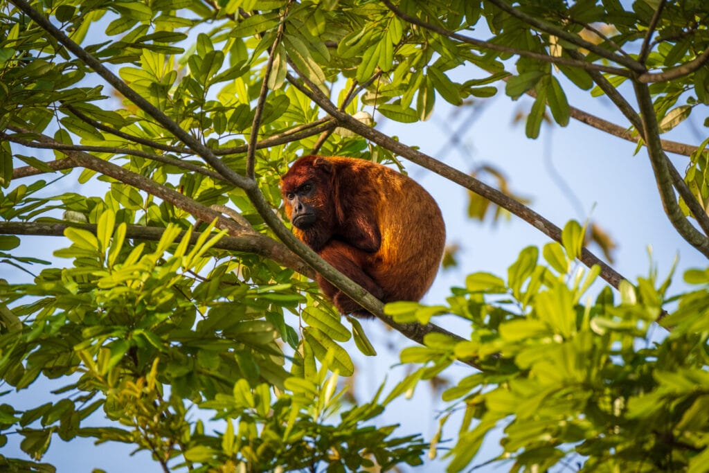 Red Howler Monkey