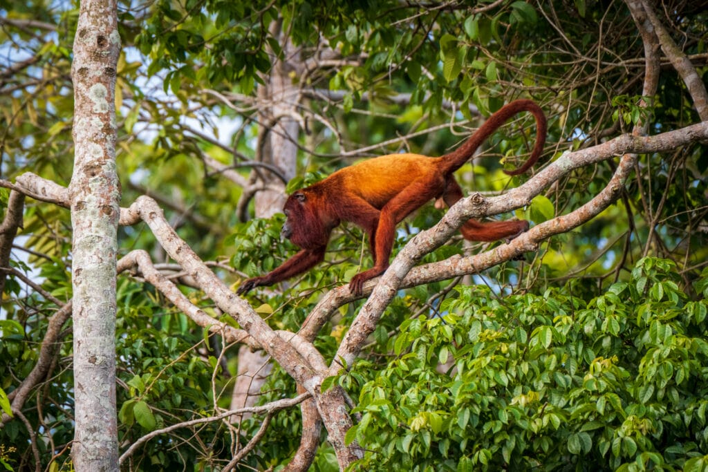 Red Howler Monkey