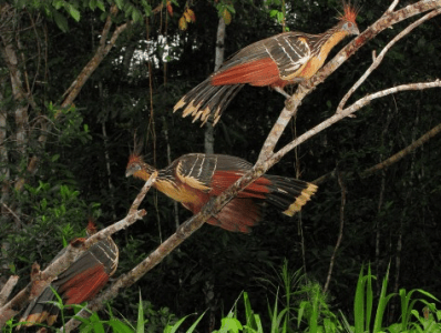 Hoatzin