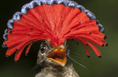 Amazonian royal flycatcher