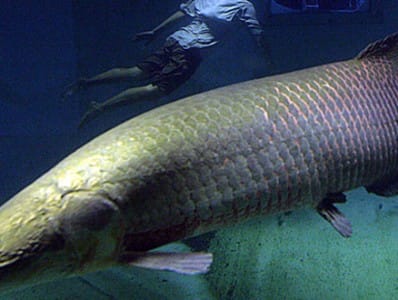 Silver arowana