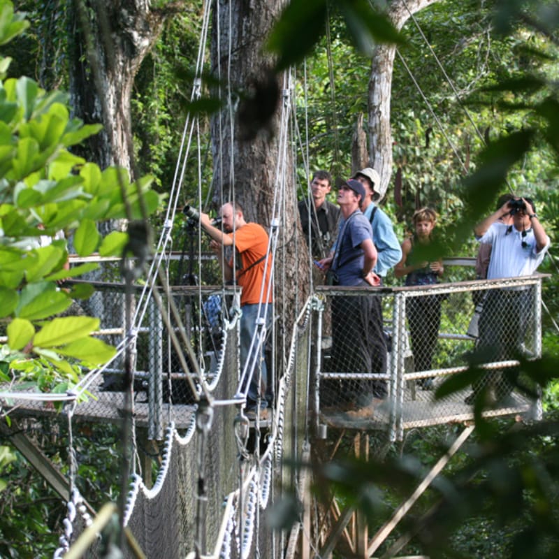 Canopy Walkway