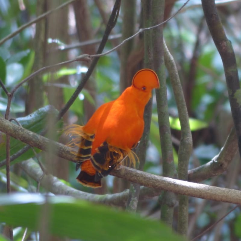 Guianan cock of the rock