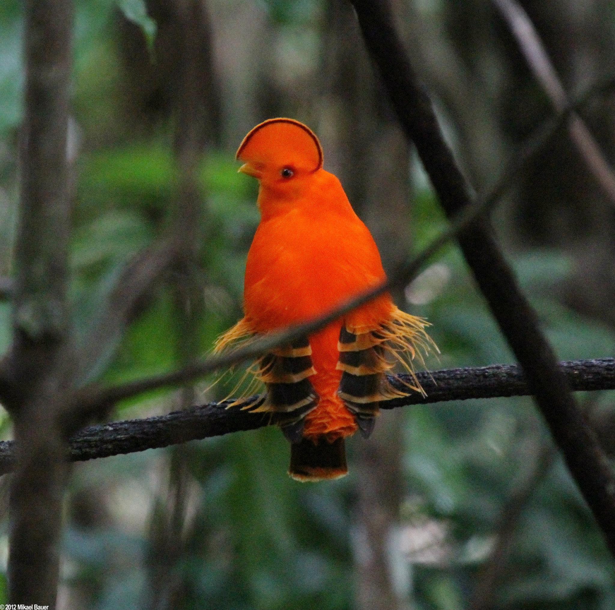 Guianan cock of the rock