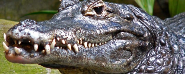 Dwarf crocodile