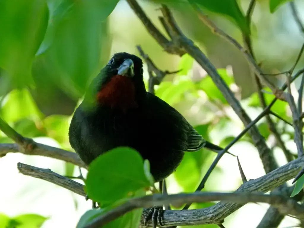 AnseChastanet-Birdwatching-02