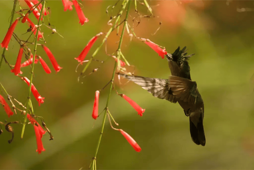 birding in guyana tour