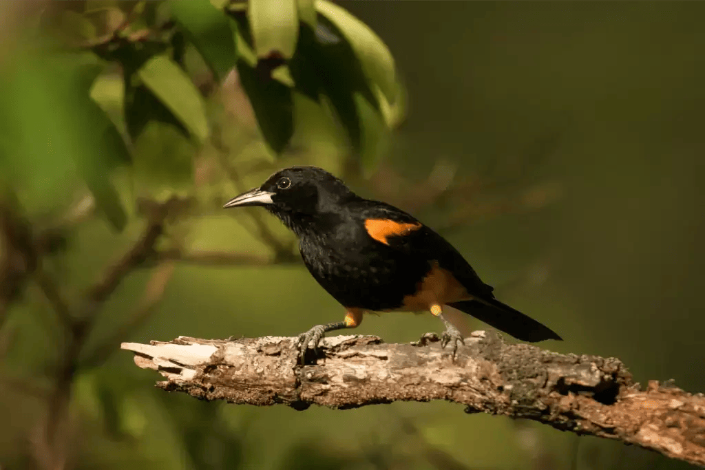 AnseChastanet-Birdwatching2