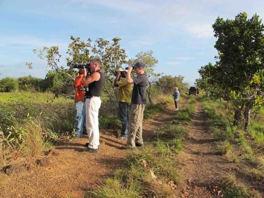 guyana birding on a budget tour