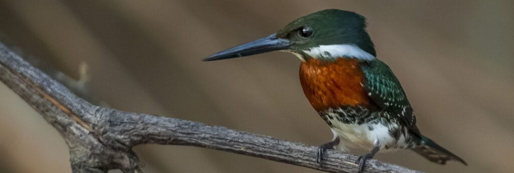 Green kingfisher