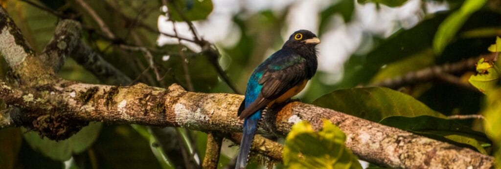 Gartered trogon