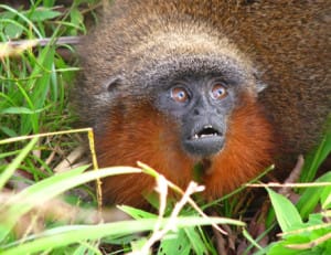 titi monkey