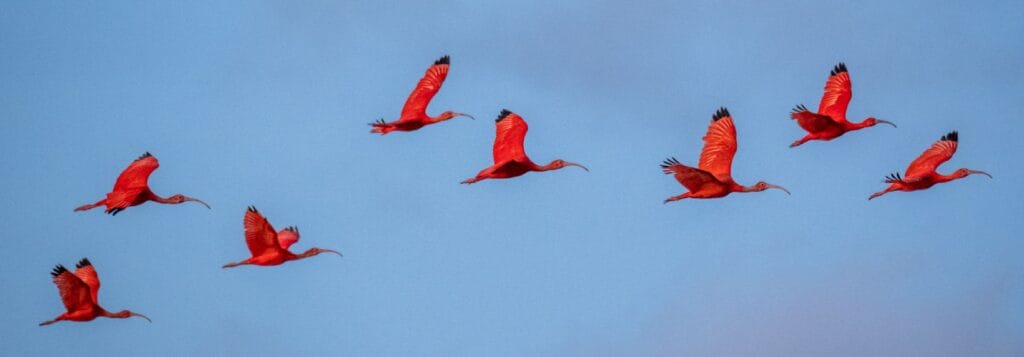 Flock of Scarlet Ibis