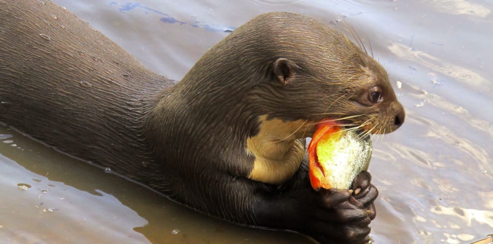 Giant River Otter