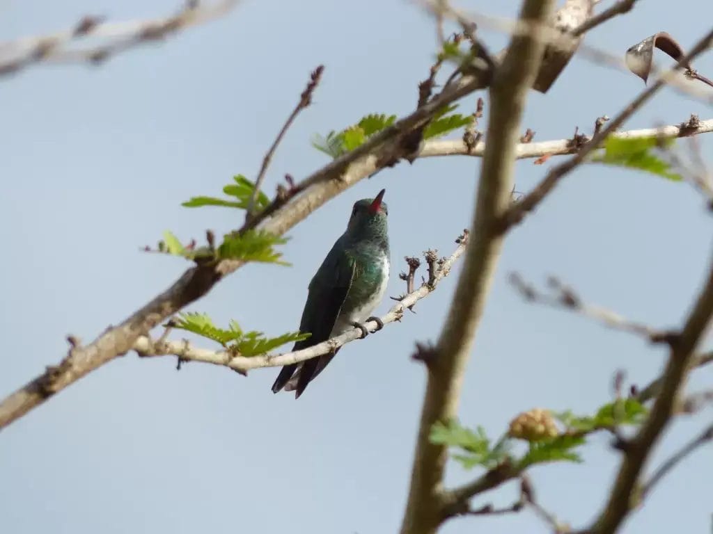 Glittering-throated Emeral Hummingbird2