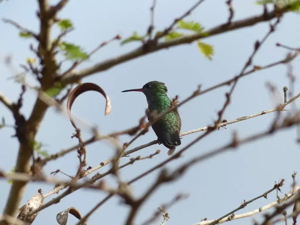 Glittering-throated Emerald Hummingbird