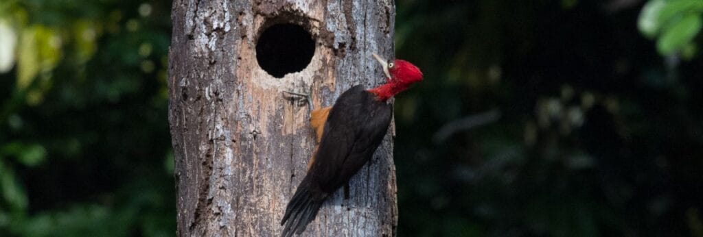 Red necked woodpecker