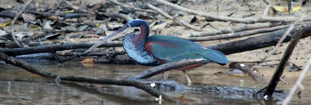 Agami heron