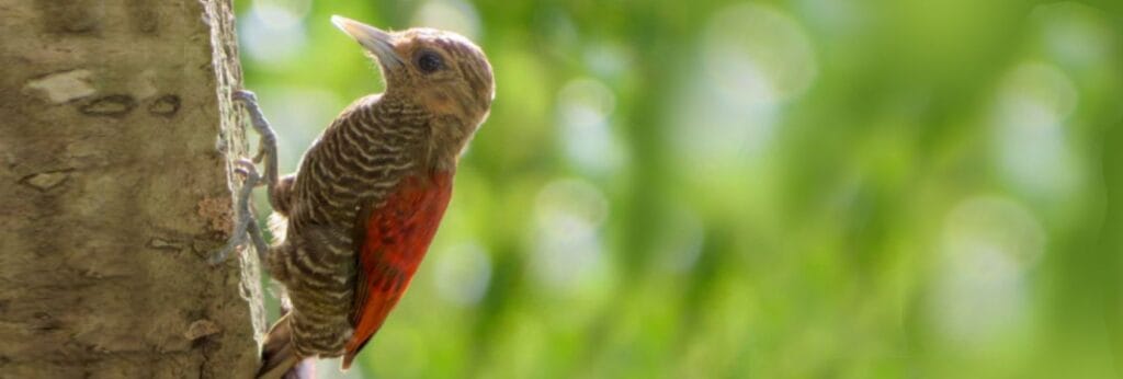 Red rumped woodpecker