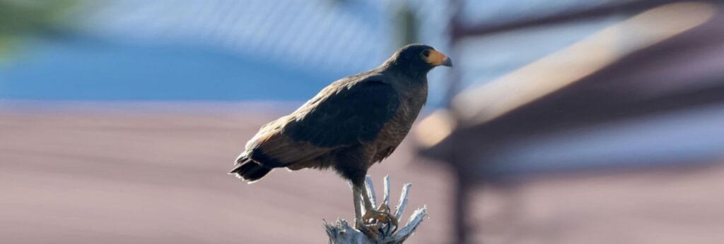 Rufous crab hawk