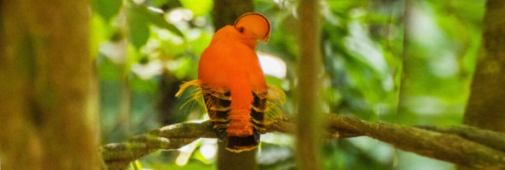 Guianan cock-of-the-rock