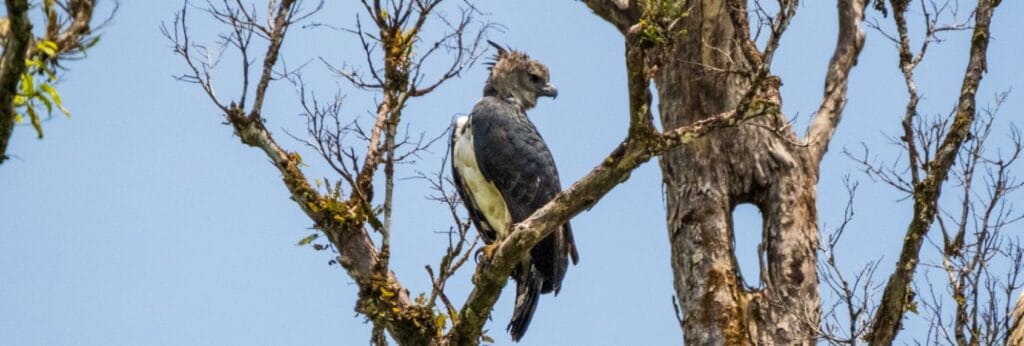 Harpy eagle