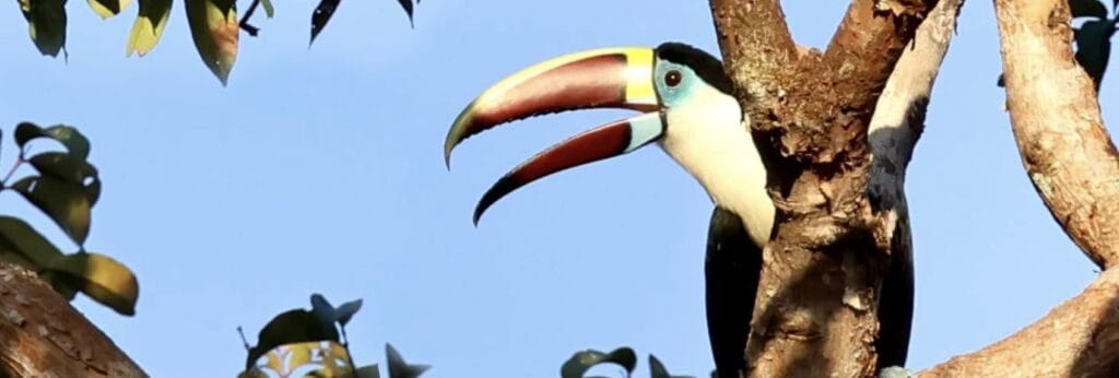 Toco toucan