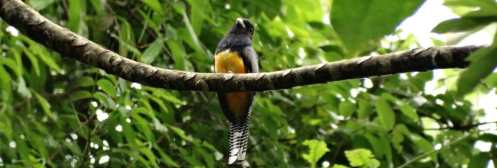 Guianan trogon