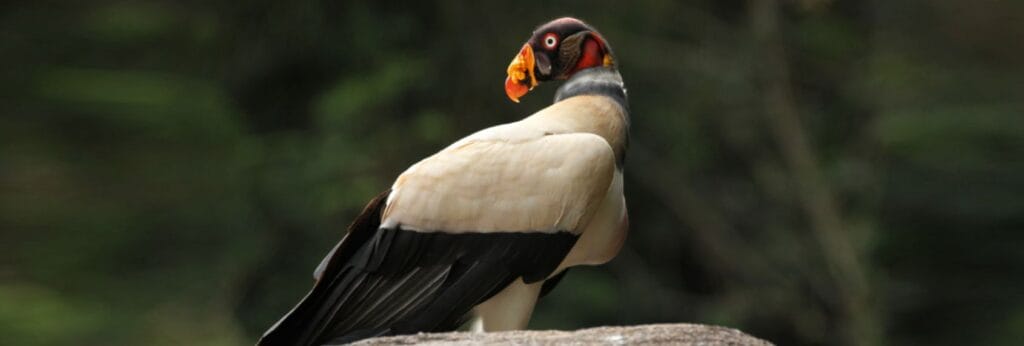 king vulture