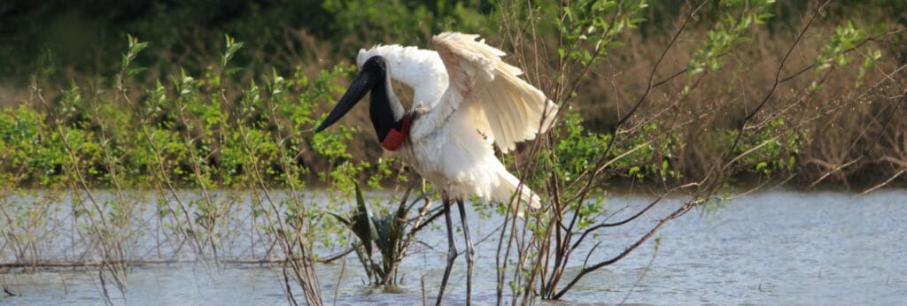 jabiru