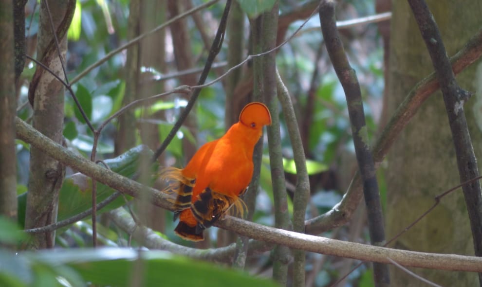 Guianan cock of the rock