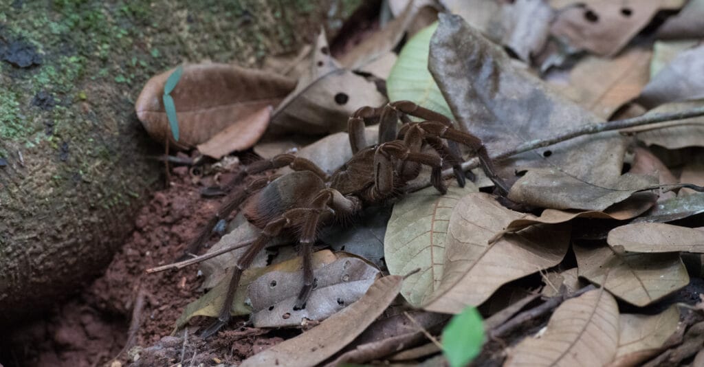 Goliath birdeater