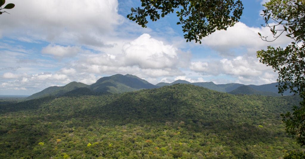 Guyana Rainforest