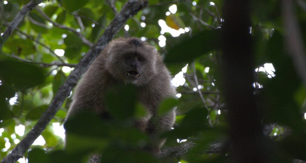 Ecuadorian capuchin