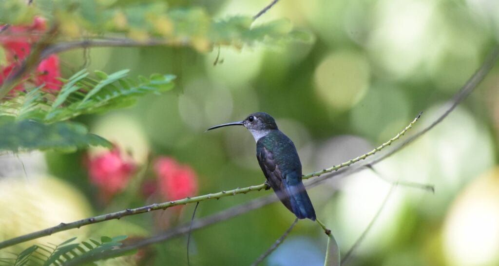 Grey breasted sabrewing