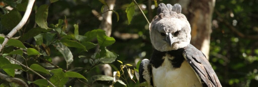 harpy eagle