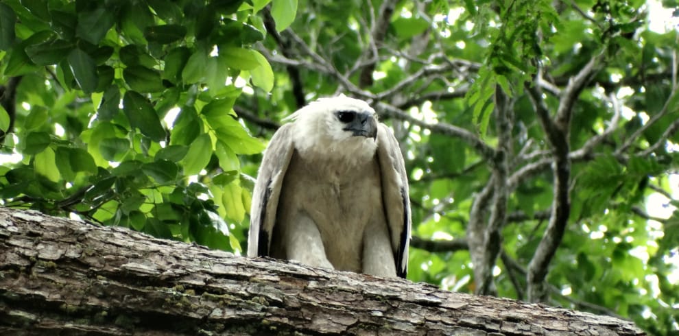 Harpy Eagle