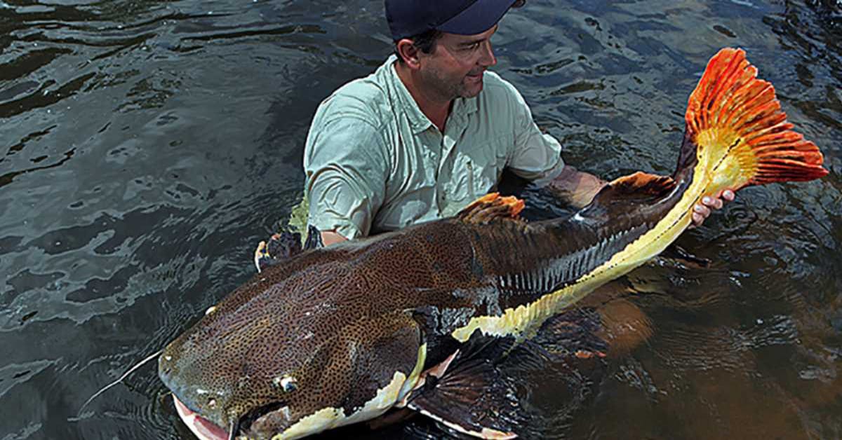 Monster Fish Redtail catfish