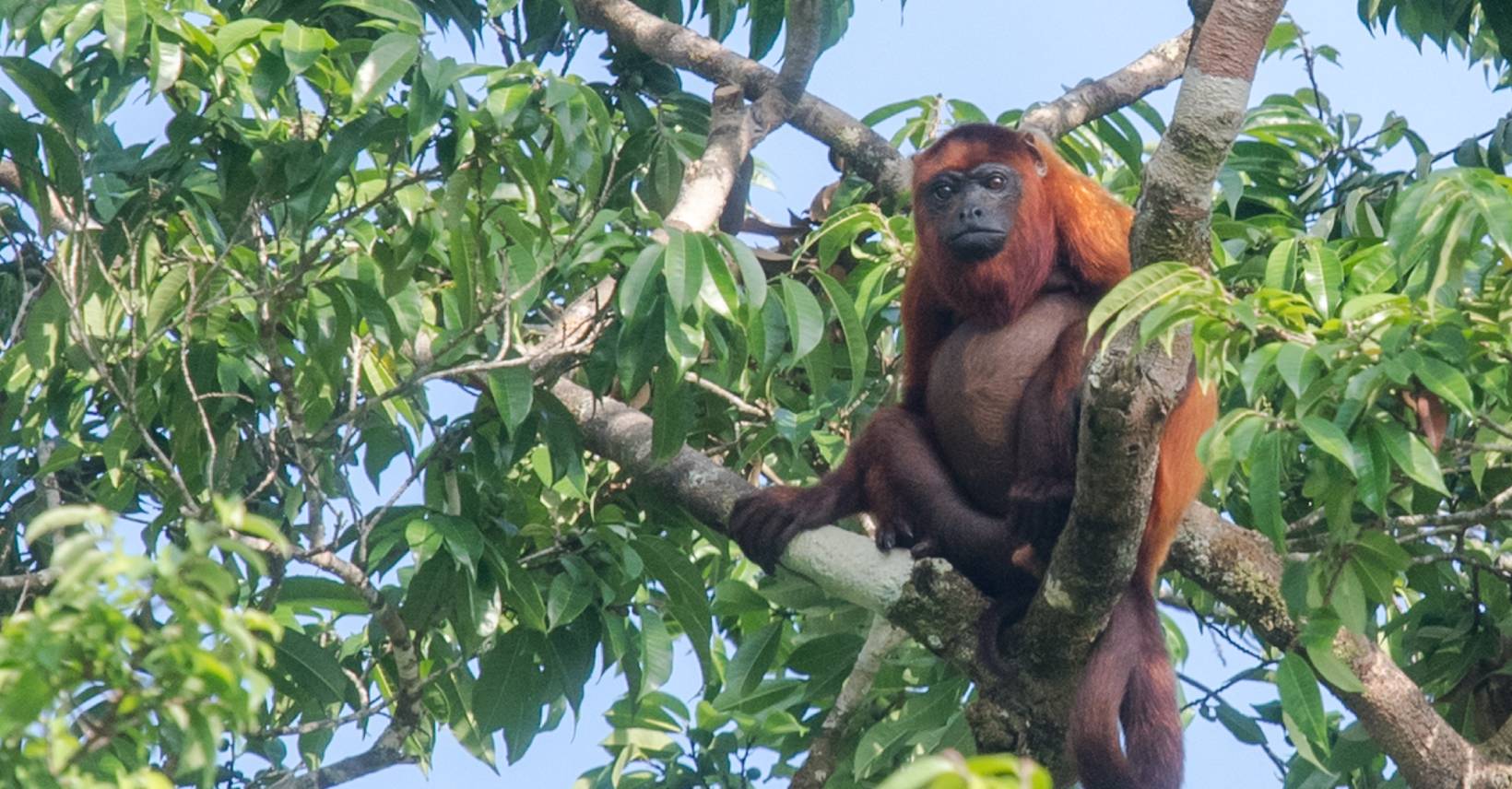 red howler monkey