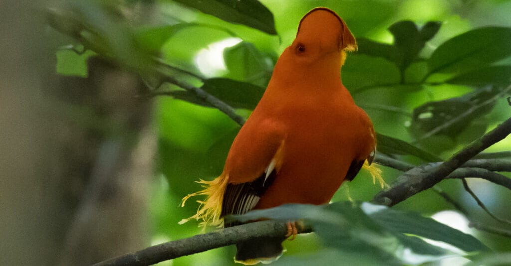 Guianan cock of the rock