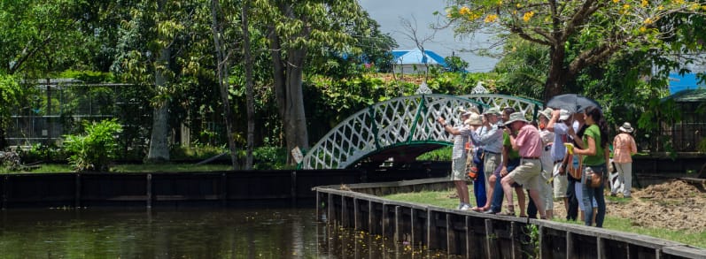 Birding in the Botanical Gardens guyana