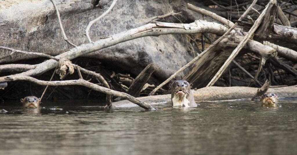 giant otter