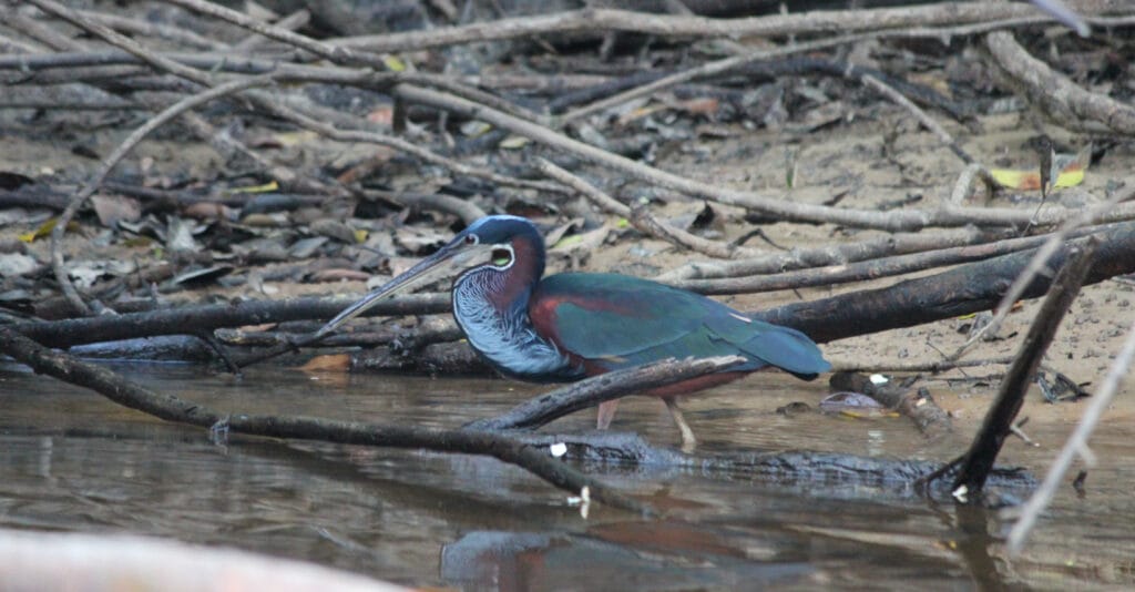 Agami heron