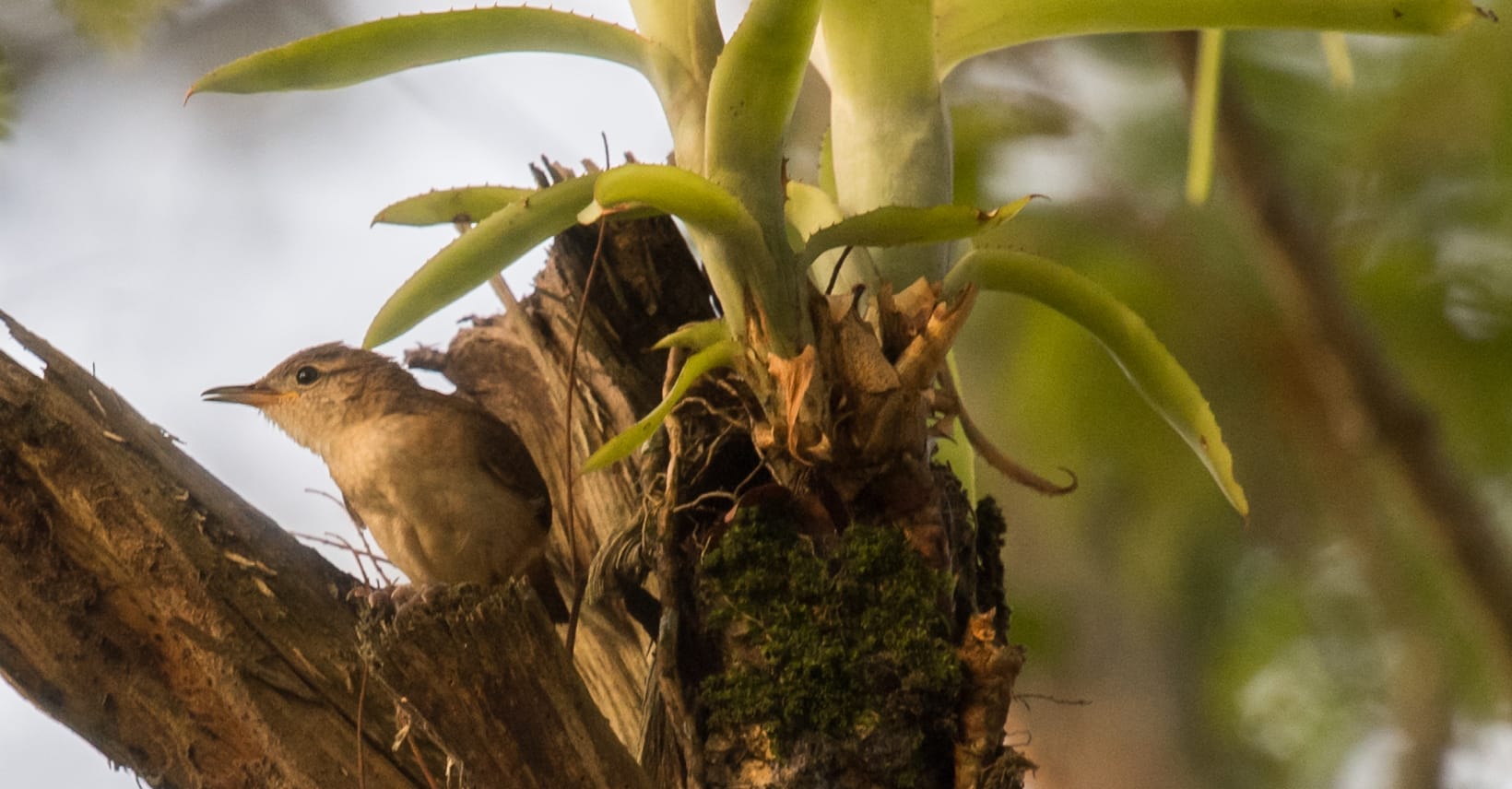 Thrush-like wren