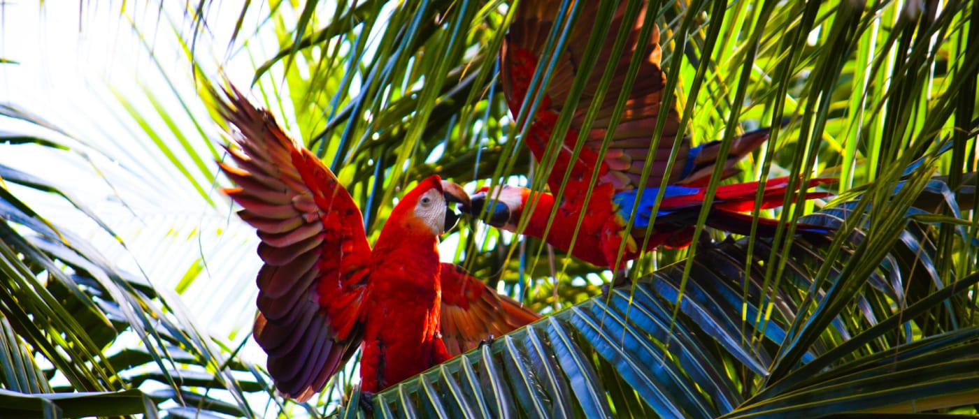 Scarlet Macaw