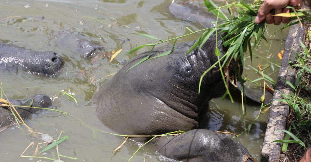 African manatee